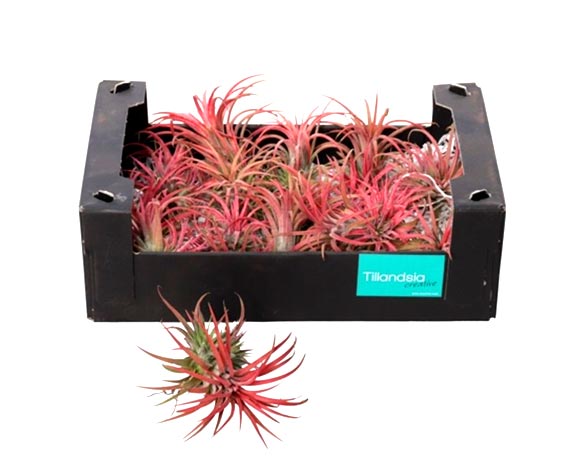 Bromelia tillandsia ionantha red