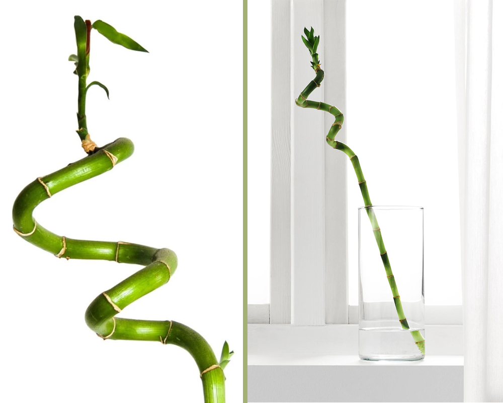 Dracena lucky bamboo - immagine 3