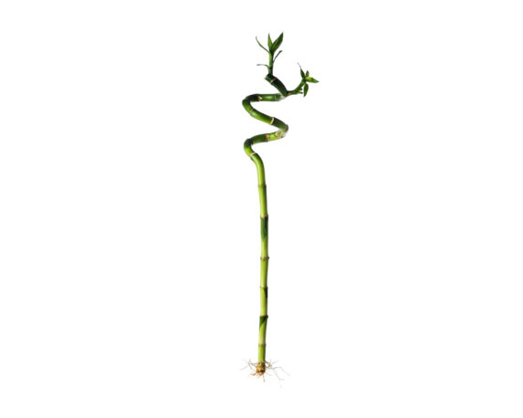 Dracena lucky bamboo