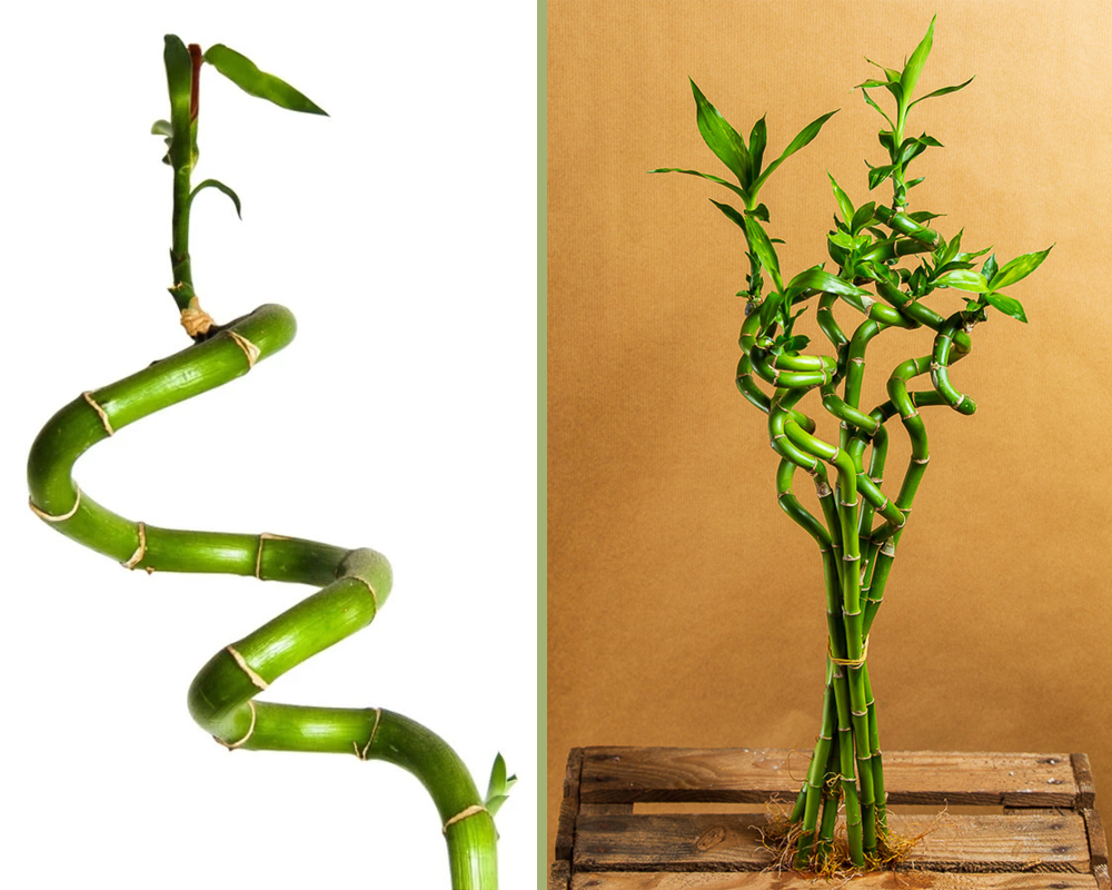Dracena lucky bamboo - immagine 3