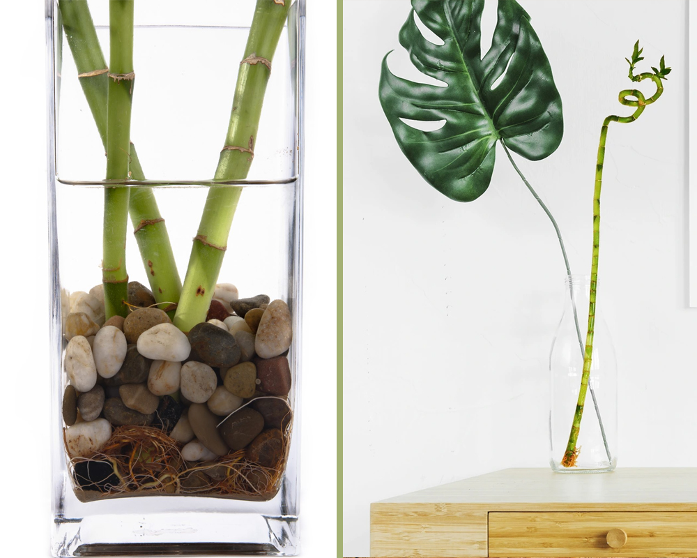 Dracena lucky bamboo - immagine 3