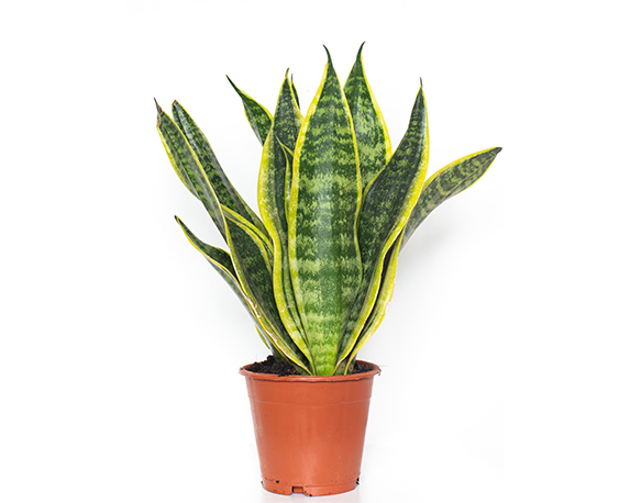 Sanseveria laurentii