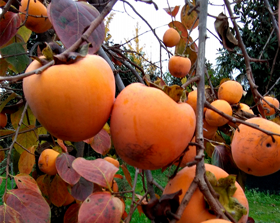 Kaki tipo - immagine 3