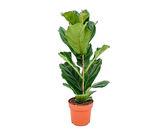 Ficus Lyrata