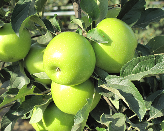 Melo granny smith - immagine 3