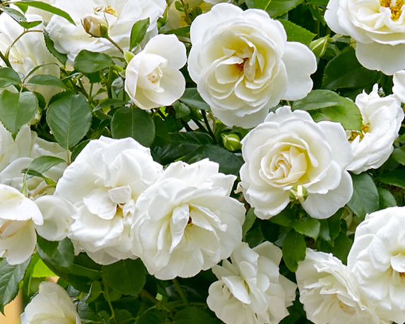 Rosa alberello h150 - immagine 5