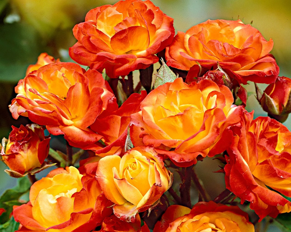 Rosa alberello h150 - immagine 6