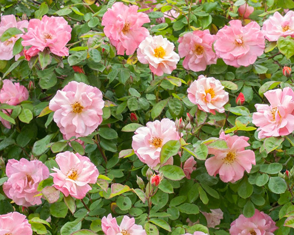 Rosa alberello h150 - immagine 3