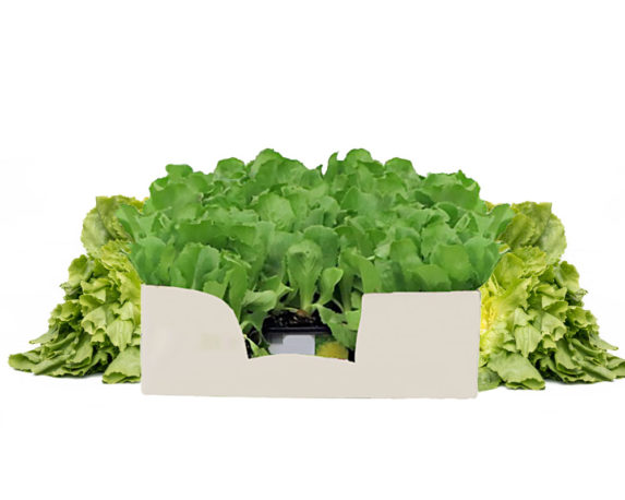 Indivia foglia liscia minipack