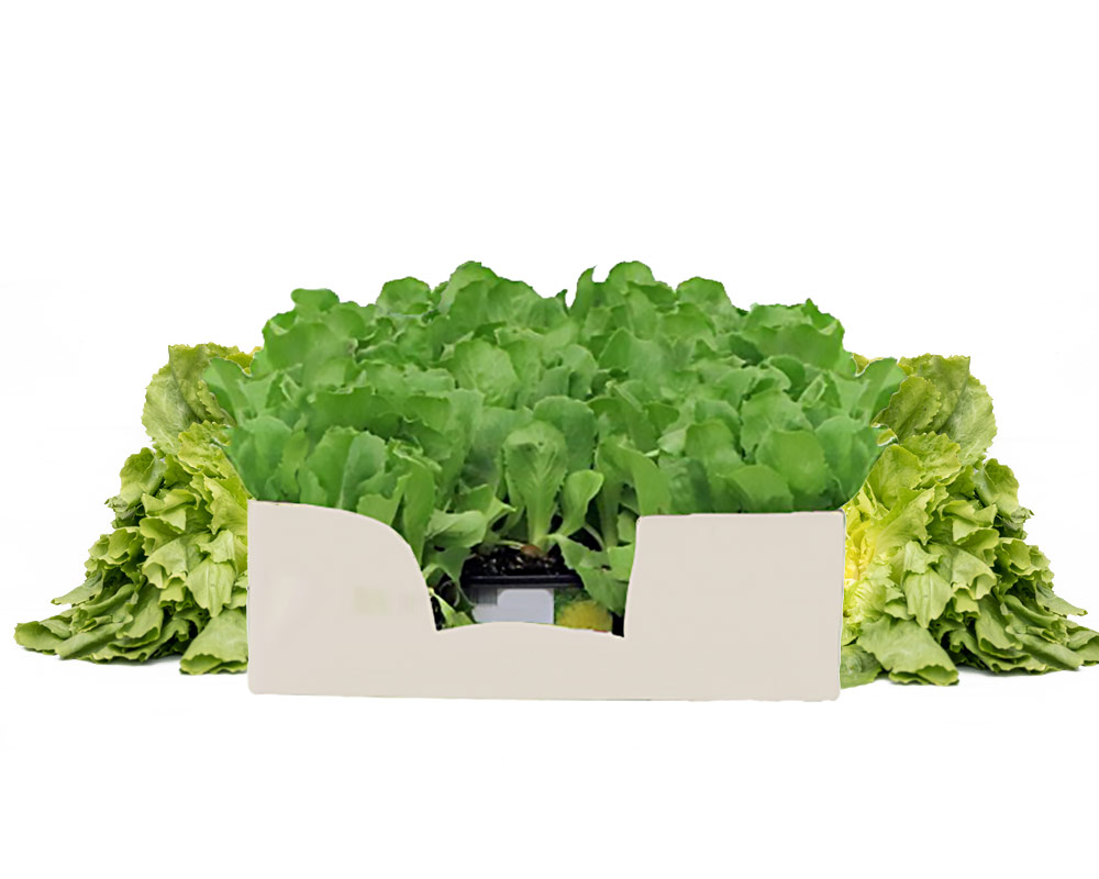 Indivia foglia liscia minipack