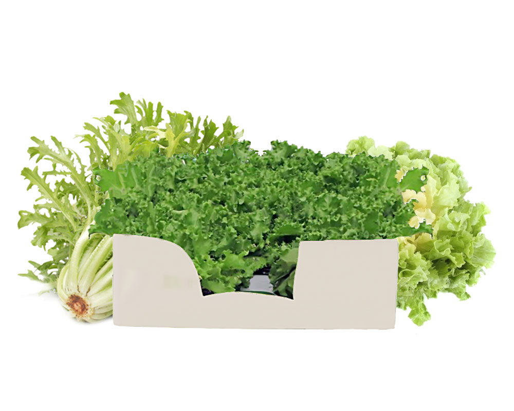 Indivia riccia minipack