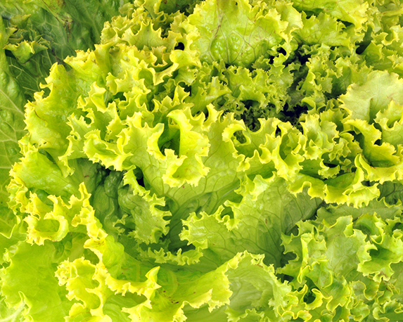 Indivia riccia minipack - immagine 3