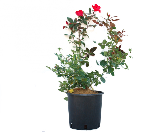 Rosa Knock Out Red