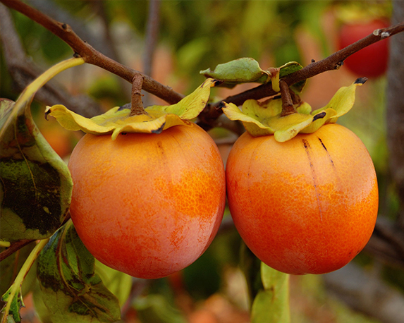 Kaki mela - immagine 3