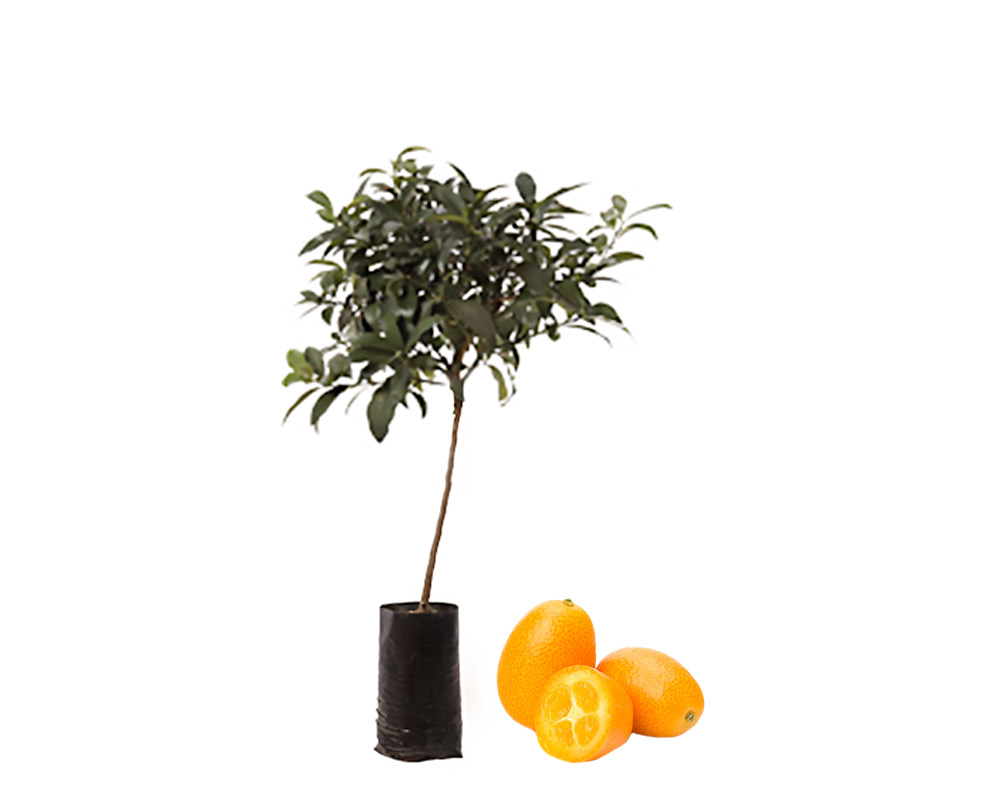 Kumquat fitocella