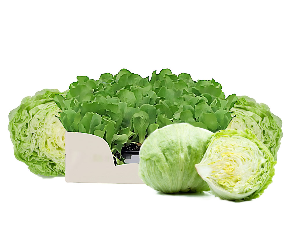 Lattuga iceberg minipack