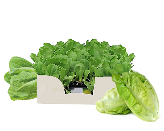 Lattuga romana minipack