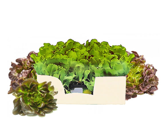 Lattuga rossa canasta minipack