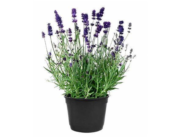 Lavanda