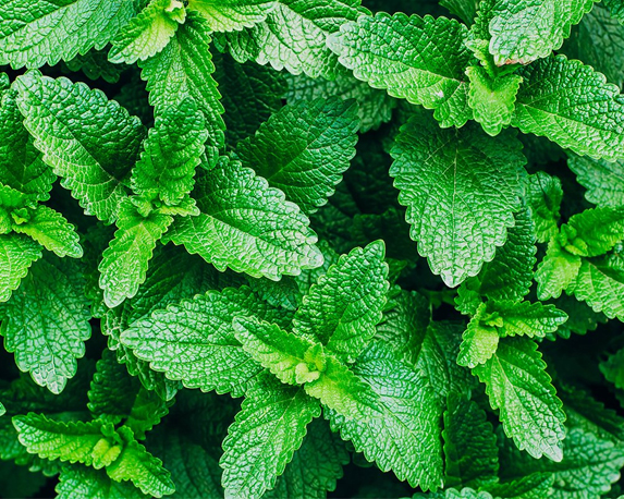 Menta piperita - immagine 3