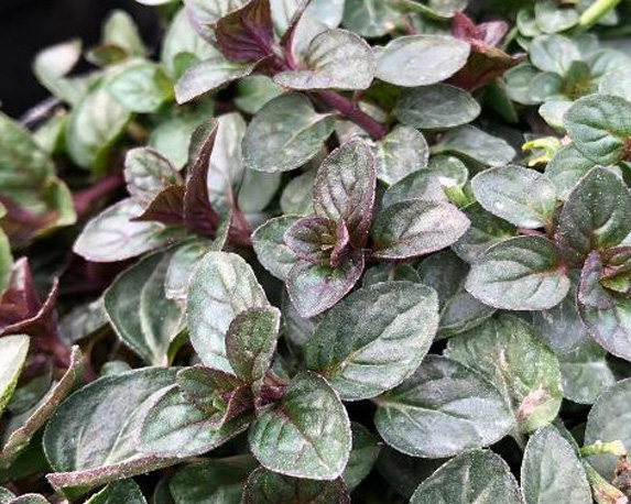 Menta glaciale - immagine 3