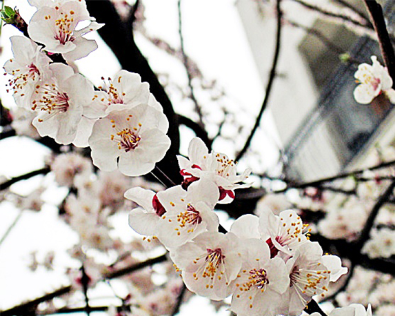 Mandorlo - immagine 3