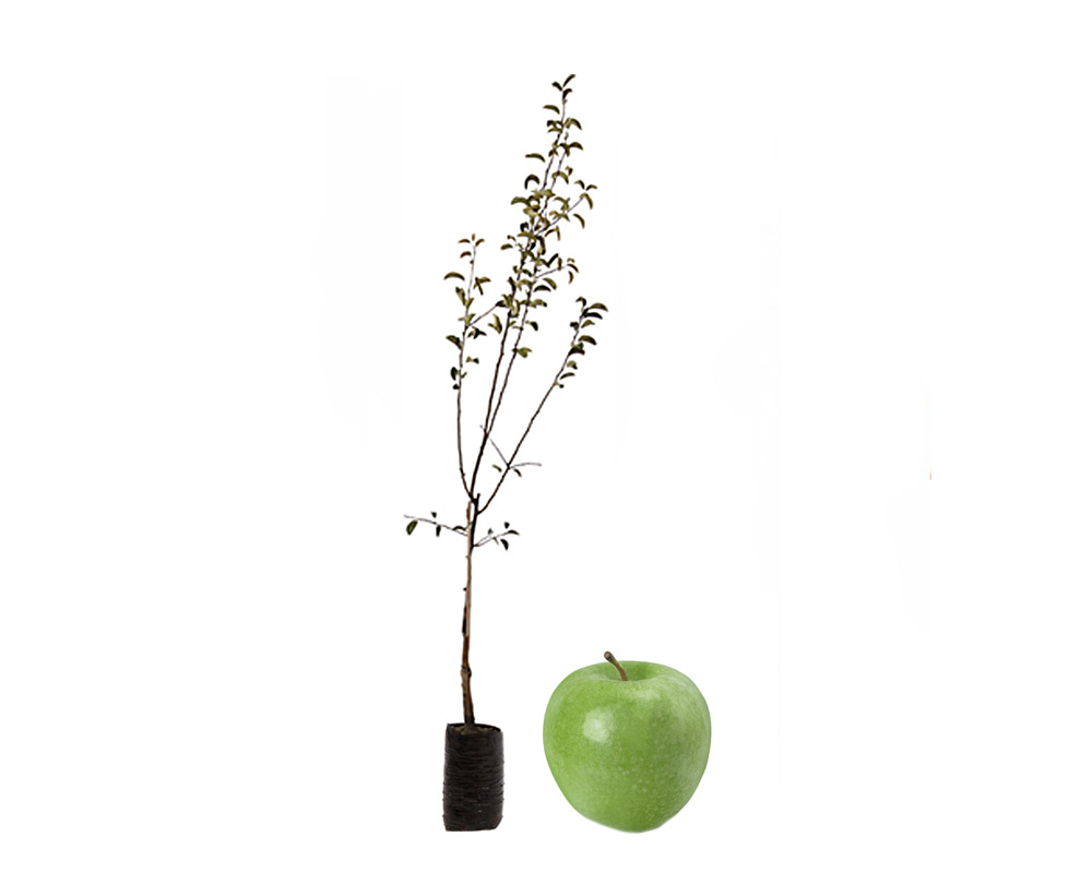 Melo granny smith