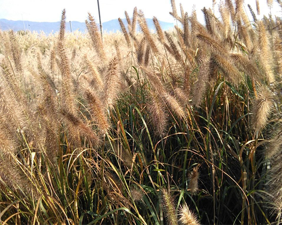 Graminacee mix - immagine 4