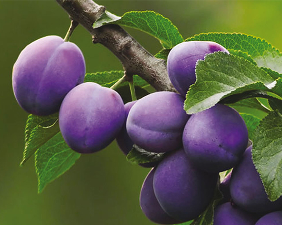 Susino president - immagine 3