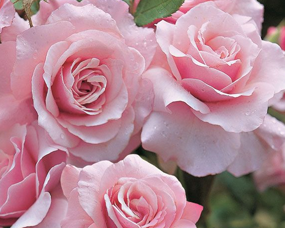 Rosa rampicante mix - immagine 4