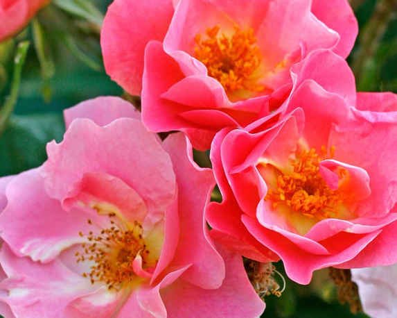 Rosa rampicante mix - immagine 3