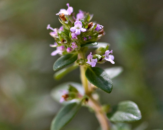 Timo limone - immagine 3