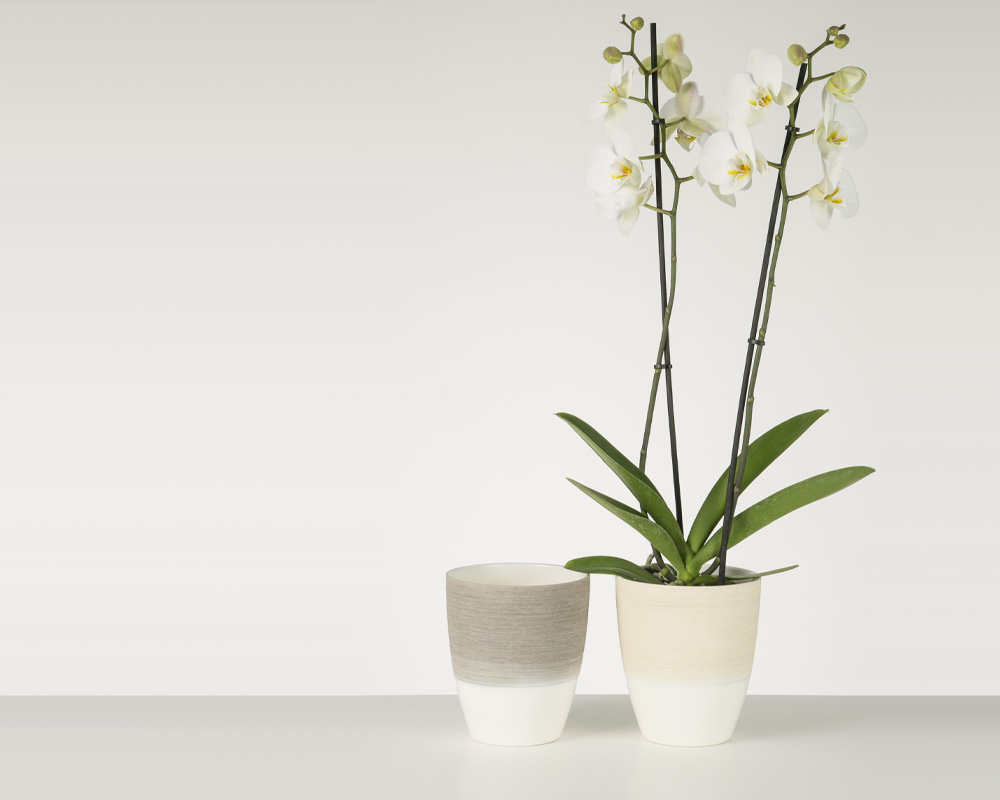 Vaso per Orchidea Vanilla Cream D15cm in Ceramica - immagine 2