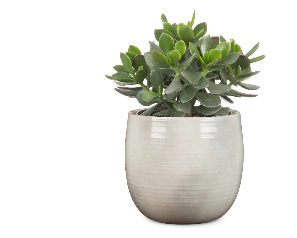 Coprivaso Intense Glazing White D18cm in Ceramica - immagine 2