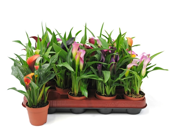 Zantedeschia mix - immagine 3