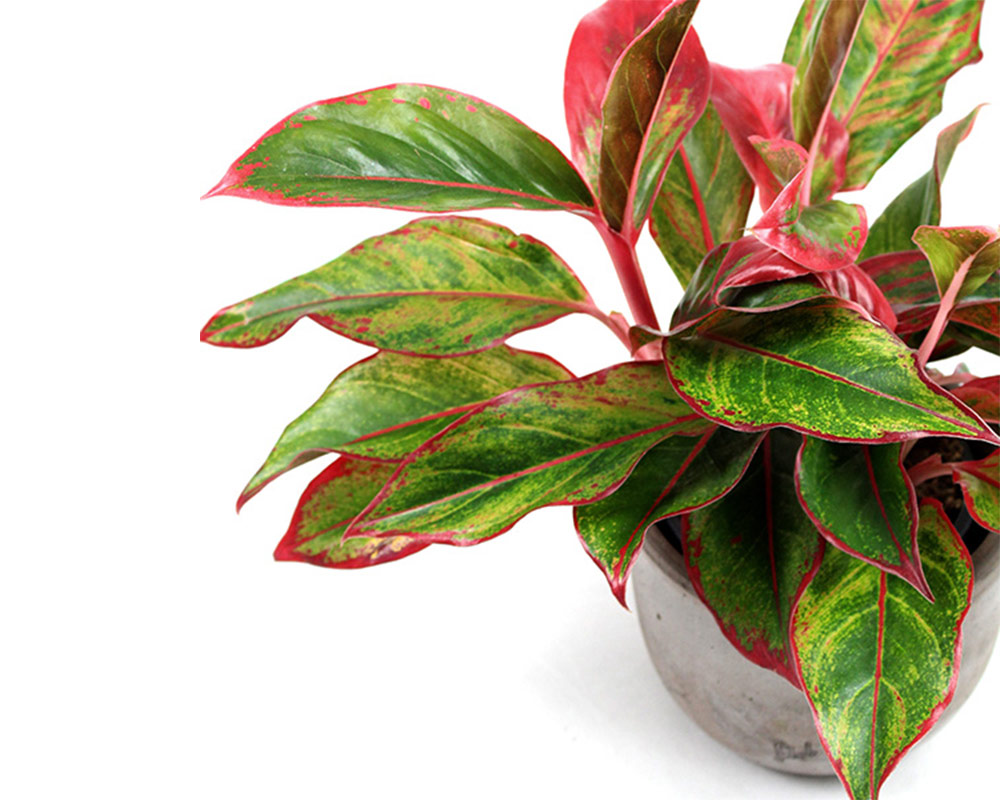 Aglaonema - immagine 2