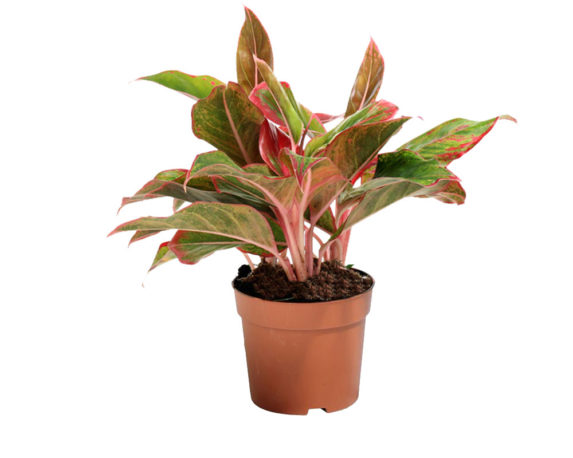 Aglaonema
