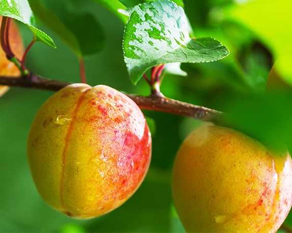 Albicocco tyrinthos - immagine 3