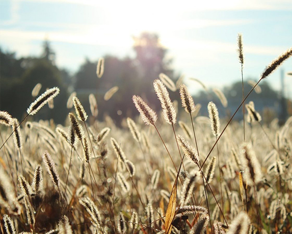 Graminacee mix - immagine 3