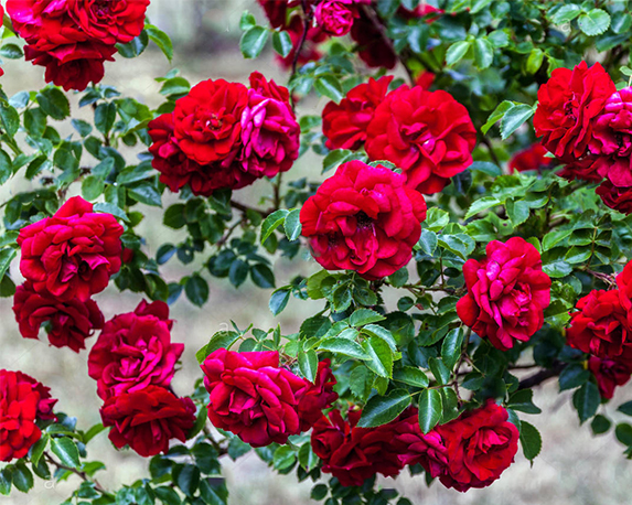 Rosa rampicante mix - immagine 5