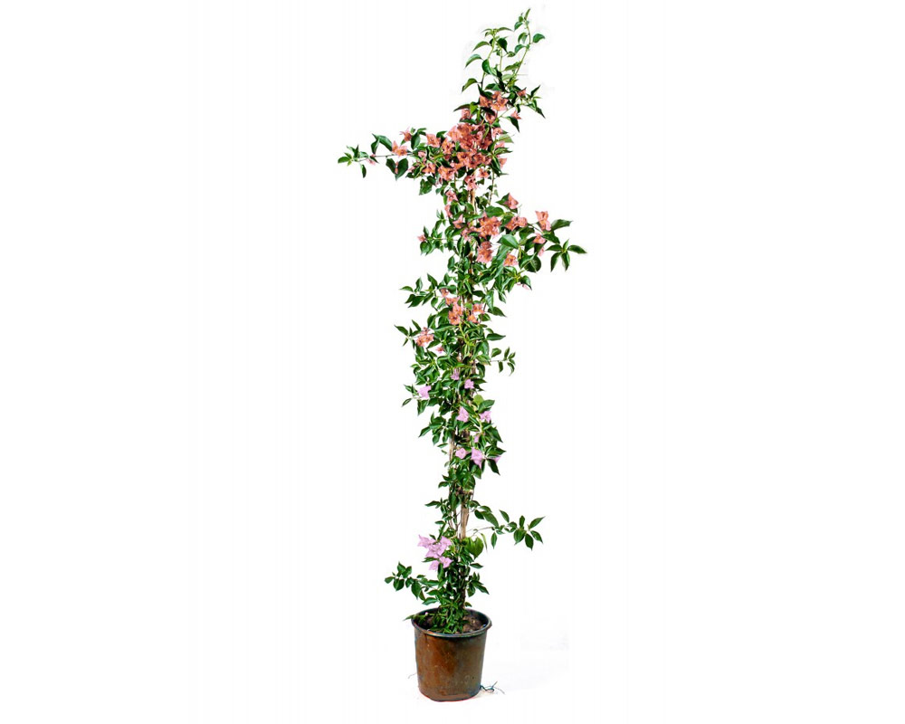 bouganvillea californiana bicolor vaso 20 piante e fiori rampicanti anania 1