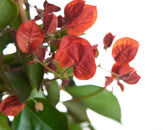 bouganvillea californiana vaso 20 piante e fiori rampicanti anania 1.jpg2 1
