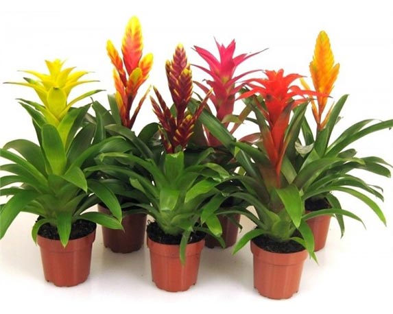 Bromelia guzmania mix - immagine 3