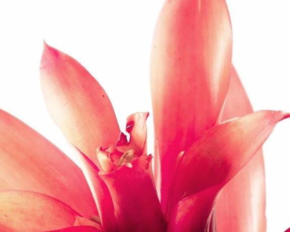 Bromelia guzmania mix - immagine 4