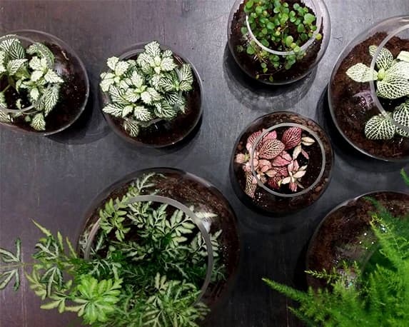 Piantina kamerplanten - immagine 4