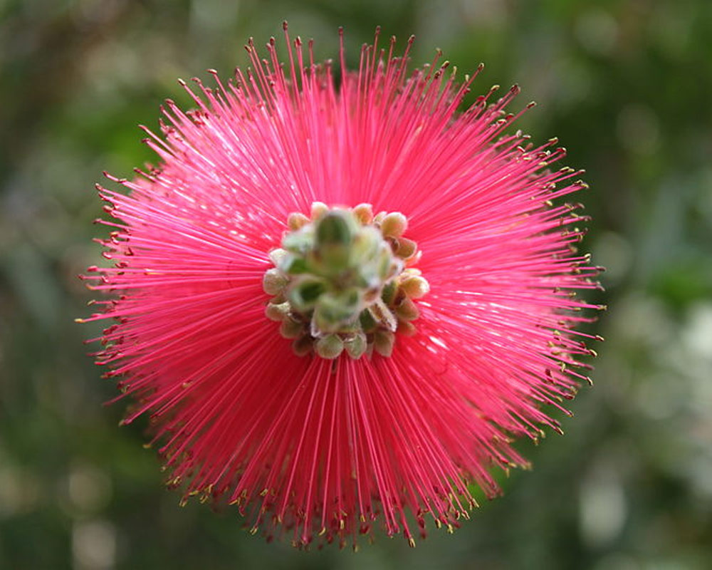Callistemon citrinus splendens - immagine 2