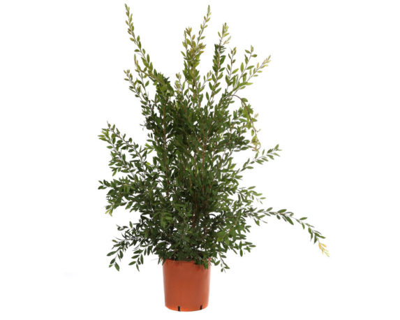 Callistemon citrinus splendens