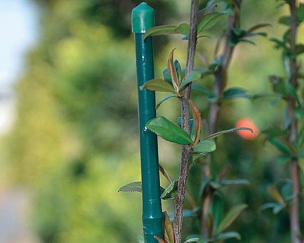 canna in bamboo plastificata verde diametro 8 10 90 h attrezzi da giardino tutori giardinaggio 2.jpg2 2