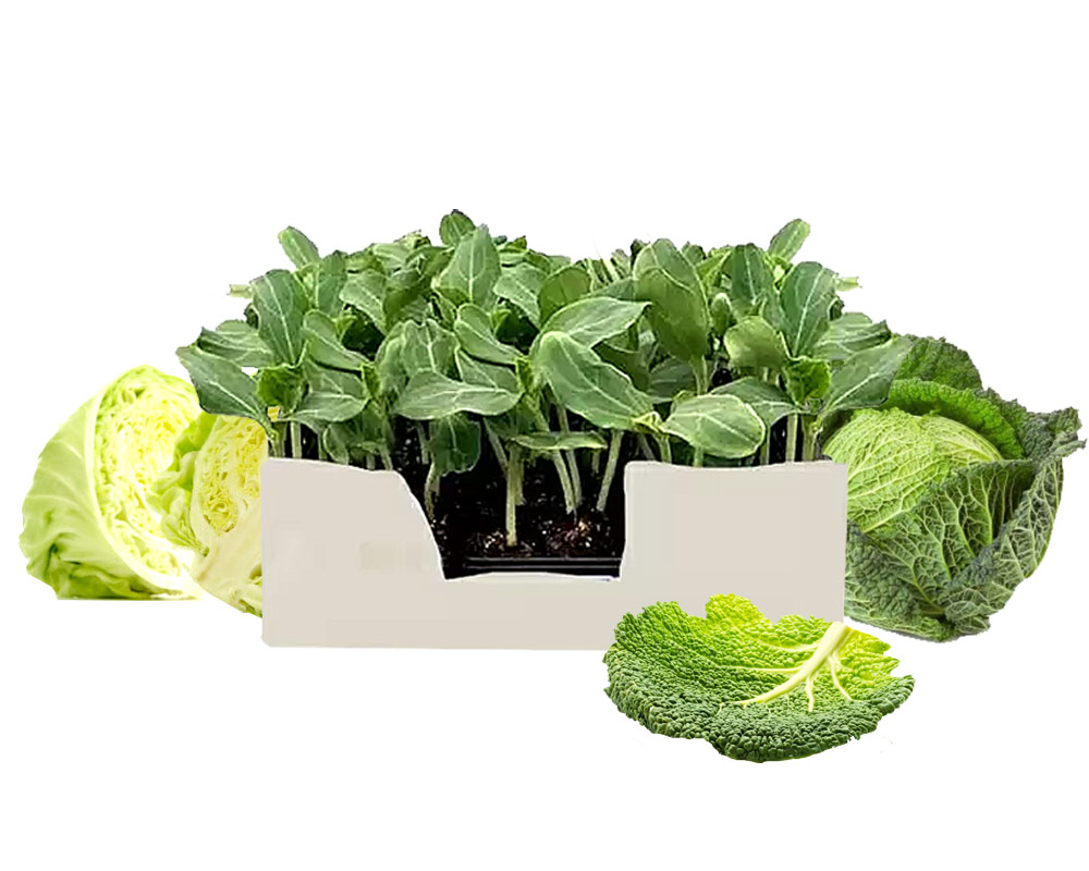 Cavolo verza minipack