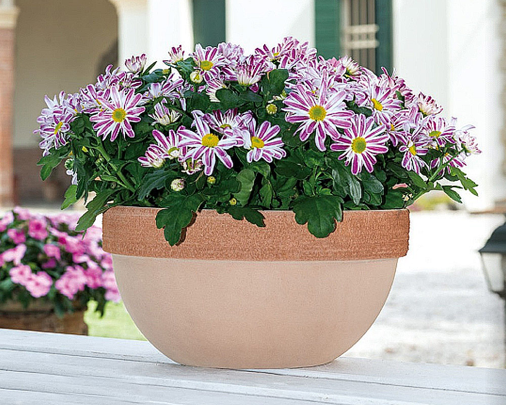 Ciotola Ibis Graffiata D35cm in Terracotta - immagine 2